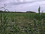 Jagdbilder_2